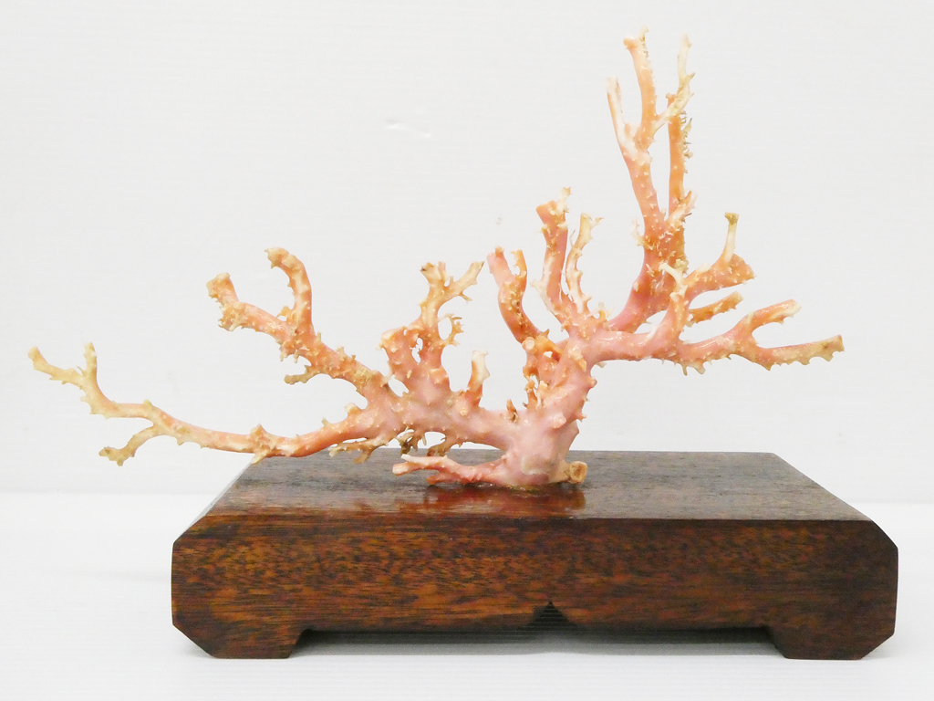 特大 サンゴ ショーケース 置物 宝石珊瑚 オブジェ - 置物